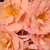 Pomarańczowy - Róże rabatowe floribunda - Alison 2000